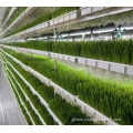 Vertical Farming Forage Grass Planting Vertical Farm hydroponic fodder container Manufactory